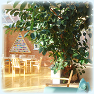 オーラソーマの歴史